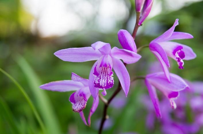 Bletilla striata orchid plant care and culture | Travaldo's blog