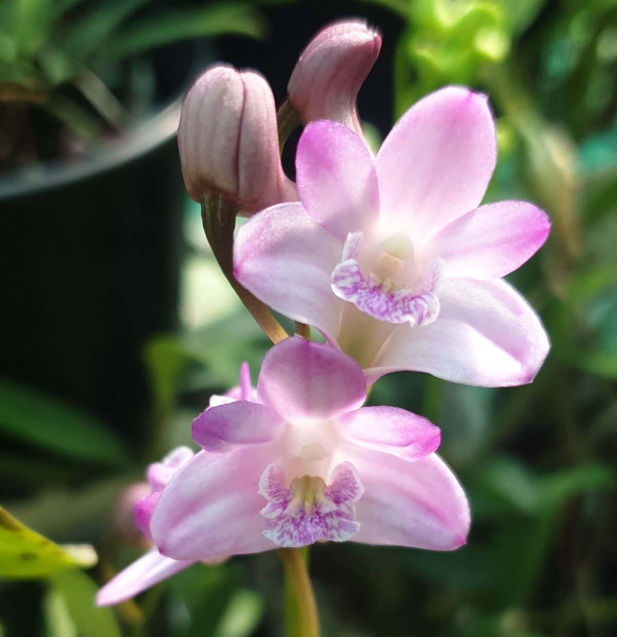 Top Five Orchids