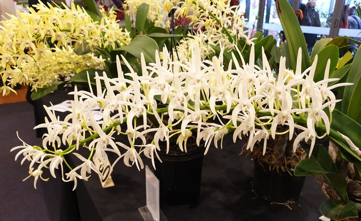 Orchids on a Budget: How to Grow Beautiful Orchids Without Breaking the Bank