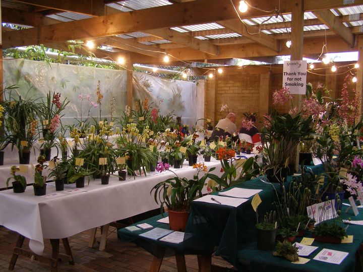 Orchid Exhibitions and Events: A Guide to Orchid Shows, Sales, and More