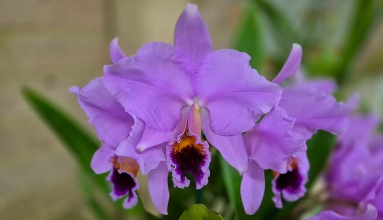 7 Stunning Rare Orchid Species: My favourites (2025 Guide)