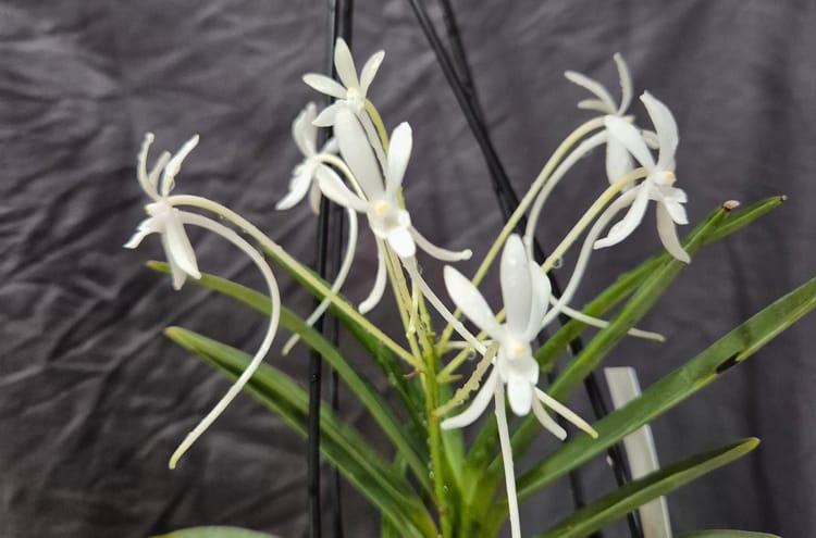 Neofinetia falcata Care Guide: Growing Japan's Samurai Orchid the Aussie Way